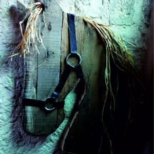 Cavallo – decoro murale